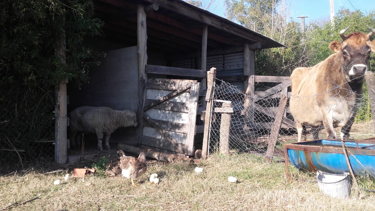 granja 4