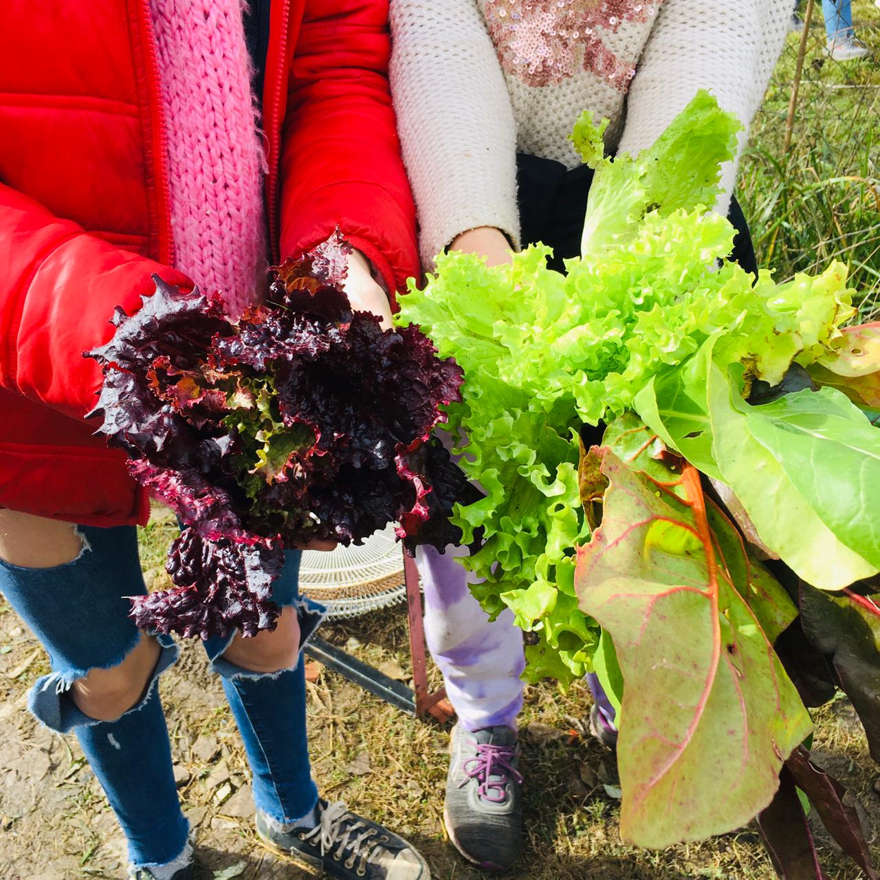 verduras