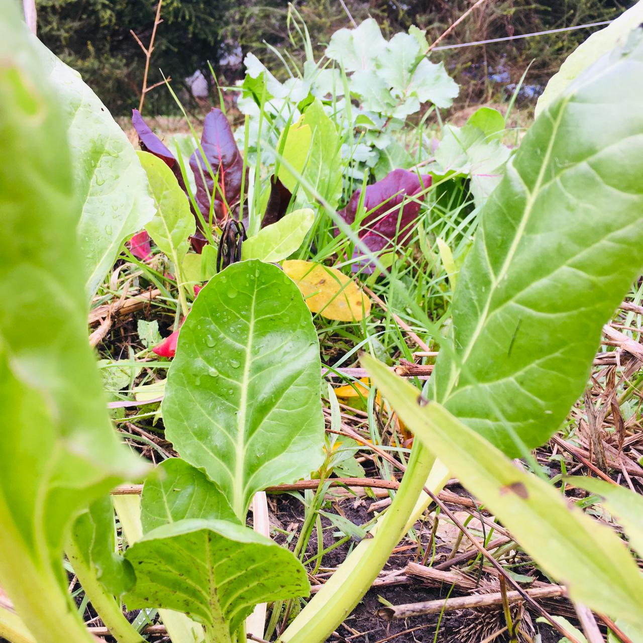 verduras2